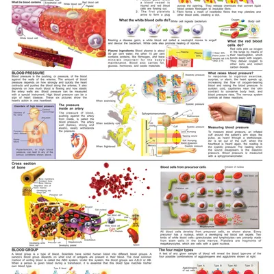 The Blood Group, Cells & Pressure
