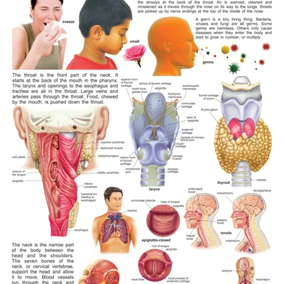 The Nose, Throat & Neck
