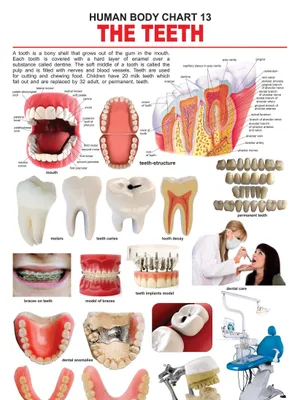 The Teeth