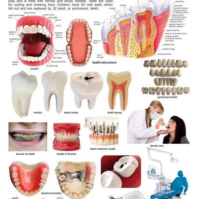 The Teeth