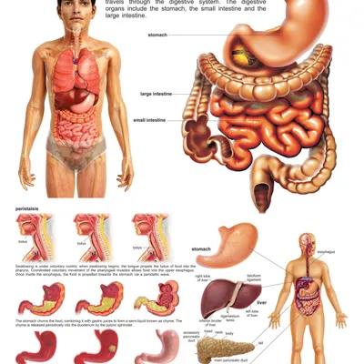 The Digestive System