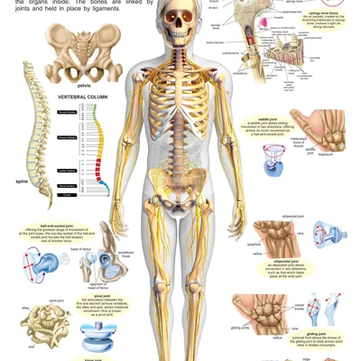 The Skeletal System