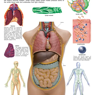 The Lymphatic/Immune System