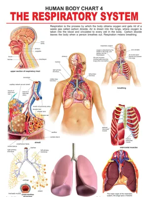 The Respiratory System