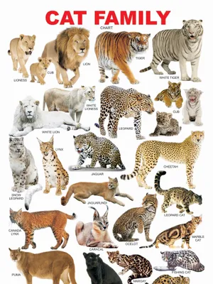 Cat Family Chart