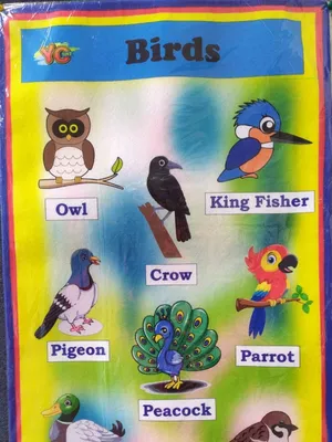 Display Chart - Birds