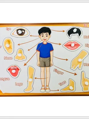 Todfod Wooden Jigsaw Puzzles Body parts Characters for Kids